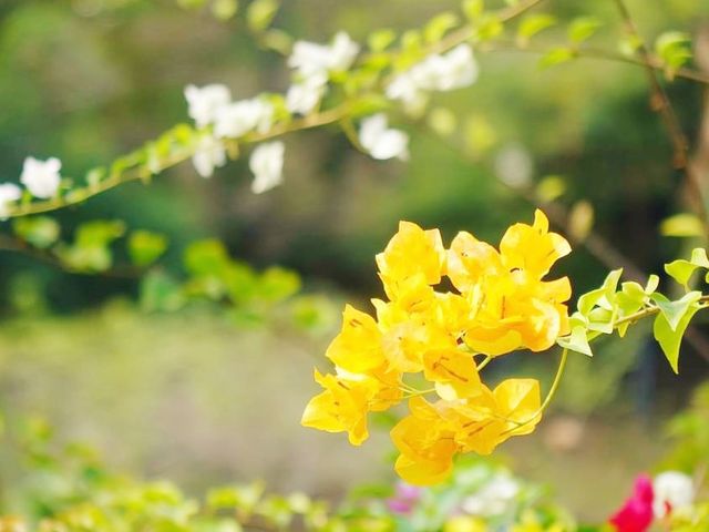 青衣賞花好去處