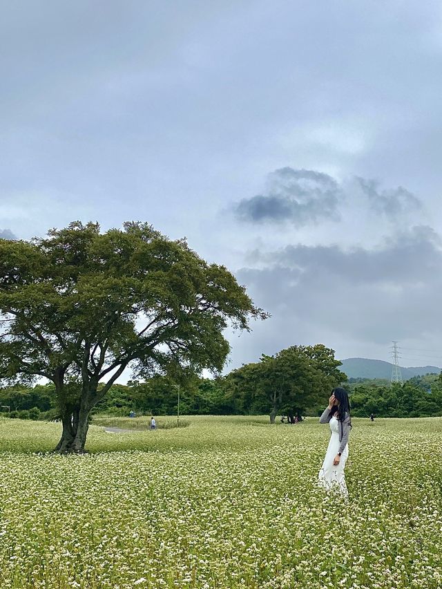 제주도 메밀꽃이 예쁜 조천읍 와흘메밀마을🤍