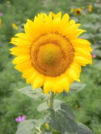 🌹라비앙로즈 꽃구경 : 해바라기 천국 안성팜랜드! 🌻