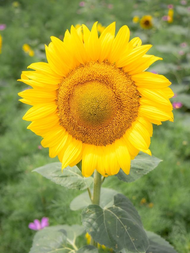 🌹라비앙로즈 꽃구경 : 해바라기 천국 안성팜랜드! 🌻