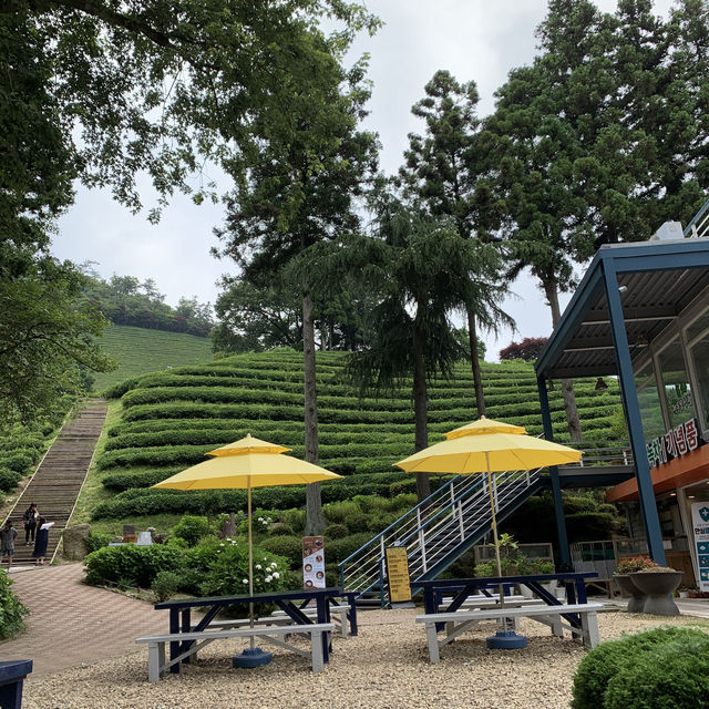 대한다원 🍵 보성 녹차밭 피크닉