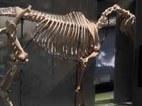What’s inside the Perth Museum!