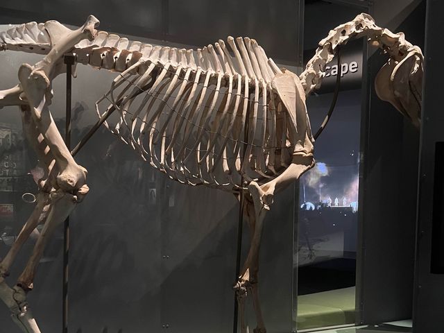 What’s inside the Perth Museum!