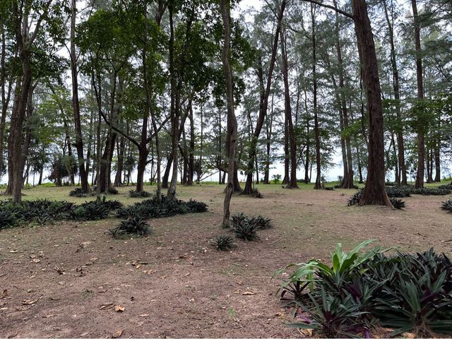 หาดในยาง จ.ภูเก็ต