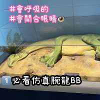 《恐龍展🦕必睇7項嬰幼龍醫護》