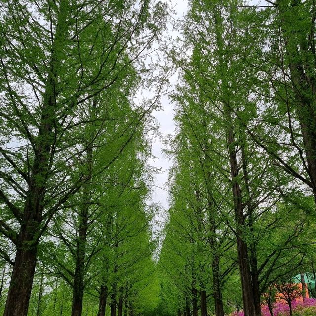 청량함 가득 : 담양 메타세쿼이어 가로수길