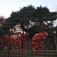 青森県　11月の弘前公園