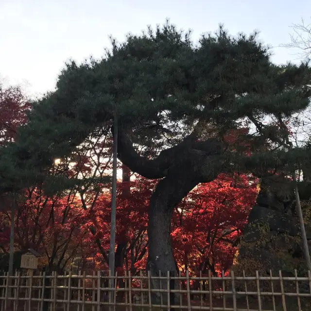 青森県　11月の弘前公園