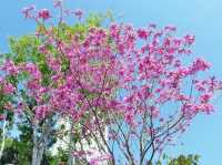 九龍城寨公園賞花好去處