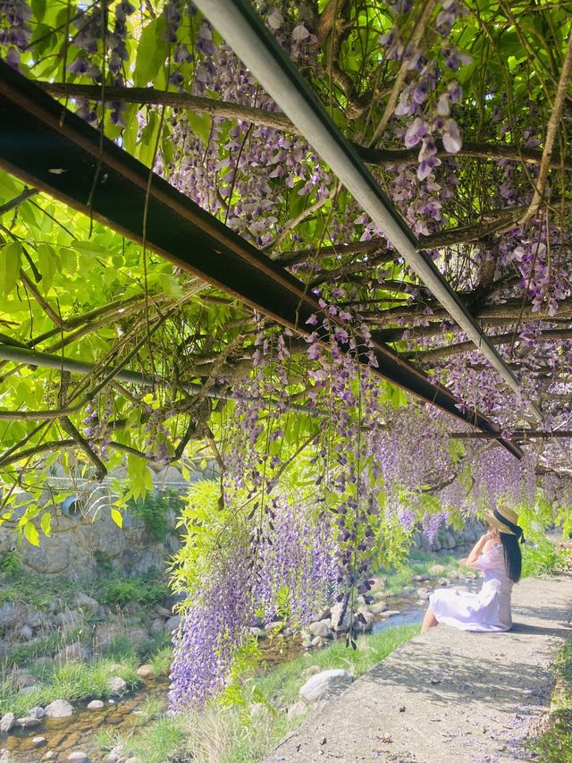 보랏빛 등나무꽃 터널을 만날 수 있는 곳💜