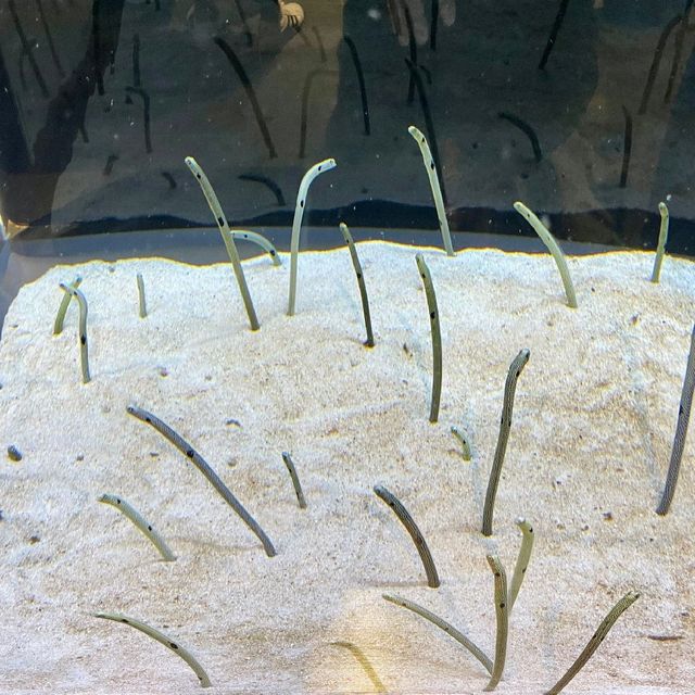 すみだ水族館といえば…？
