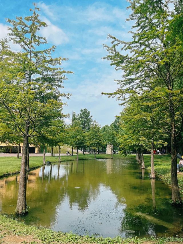 해외감성 물씬나는  담양 메타세쿼이아 가로수길🌿