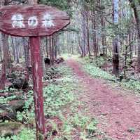 利尻　森林公園と利尻山のエゾカンゾウ