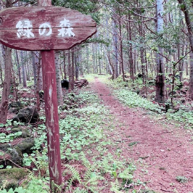 利尻　森林公園と利尻山のエゾカンゾウ