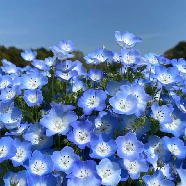 国営ひたち海浜公園【ネモフィラ】