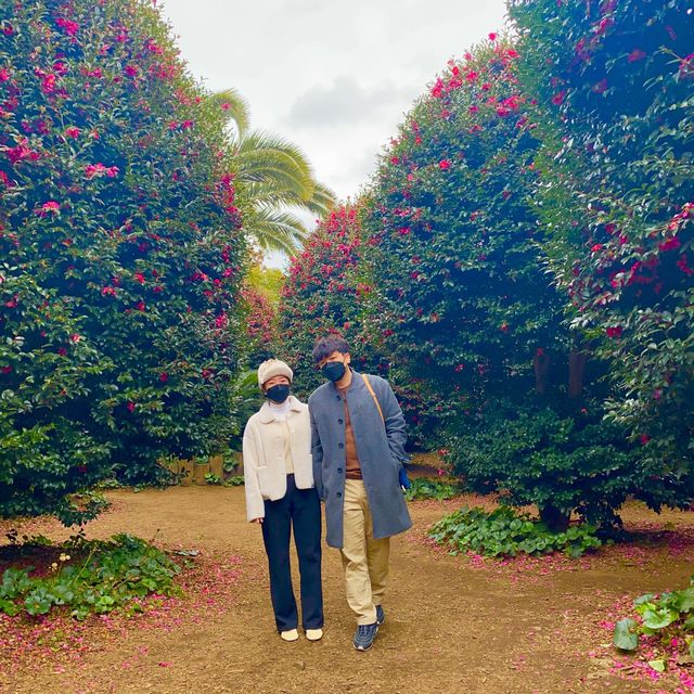 제주 서귀포 동백꽃이 만발한 카멜리아힐🌺