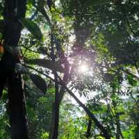 The Long Forgotten Bukit Batok Hillside