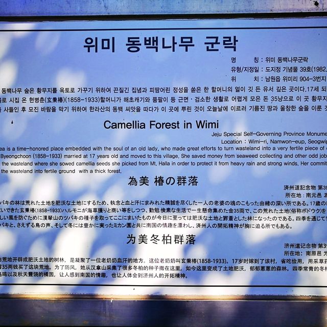 📸 자연 그대로의 동백나무, 위미동백나무군락