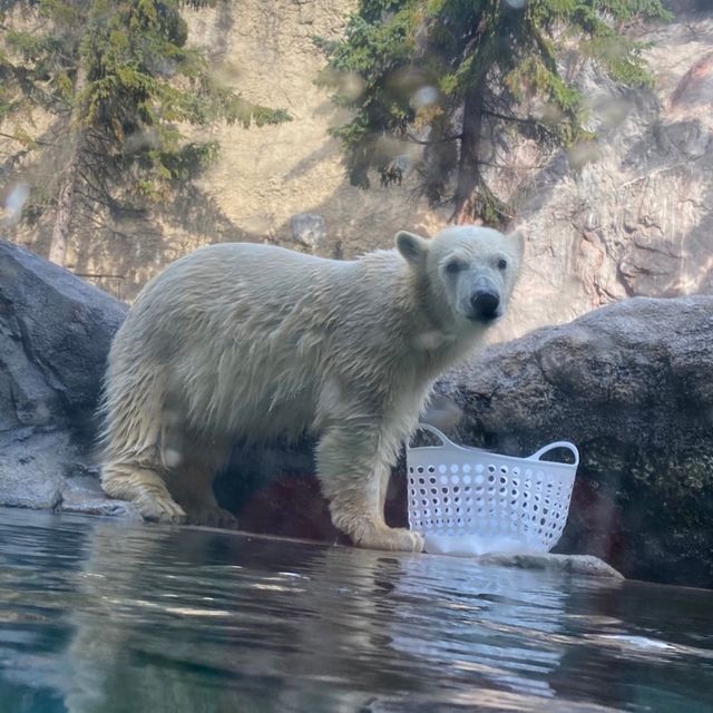 【北海道:旭山】日本最北の動物園を堪能！