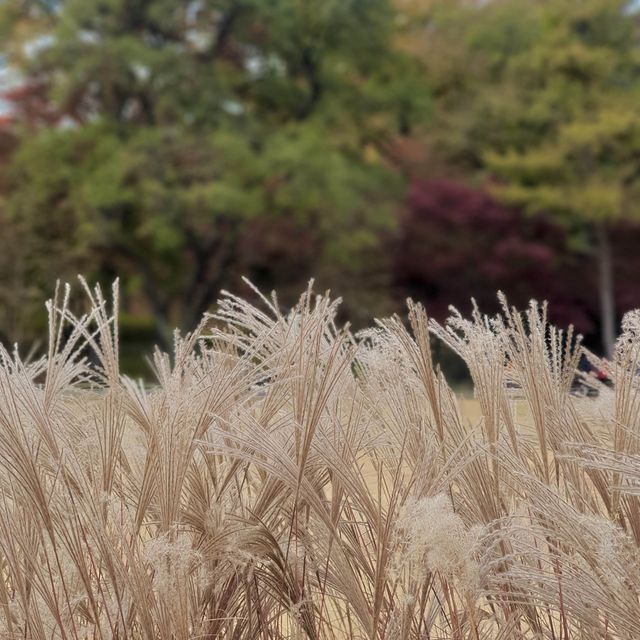 청와대에서 단풍 구경하기🍂🍁