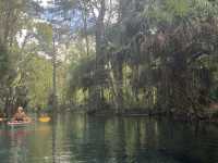 Kayaking in Gainesville- Seeing alligators🐊 