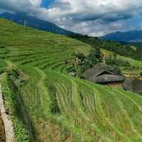 Panoramic Rice Terrace View. 