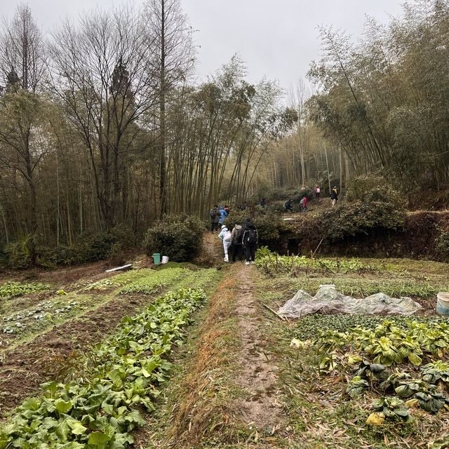 Hiking in snowy Moganshan Mountains.