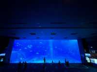 【沖縄】美ら海水族館