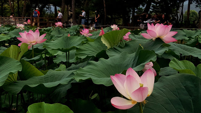 Lotus blooming at Semiwon during Hot summer