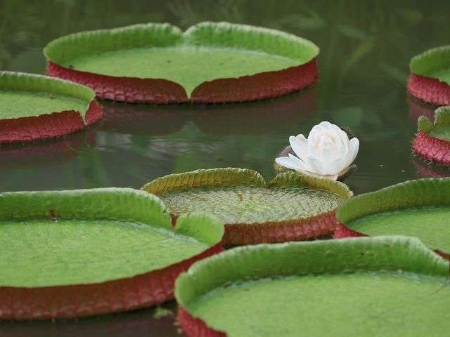 世界遺產新加坡植物園