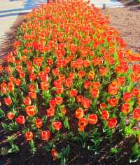 Colorful Tulip Garden and Zoo