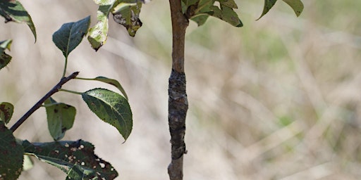 Art de la greffe | Ecomusée de Cuzals