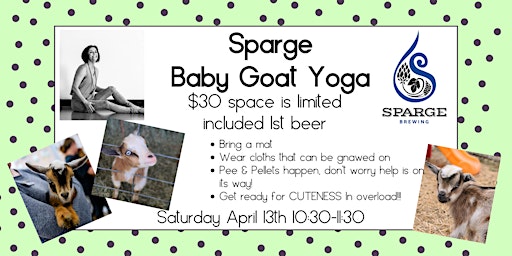 Sparge Baby Goat Yoga | Sparge Brewing
