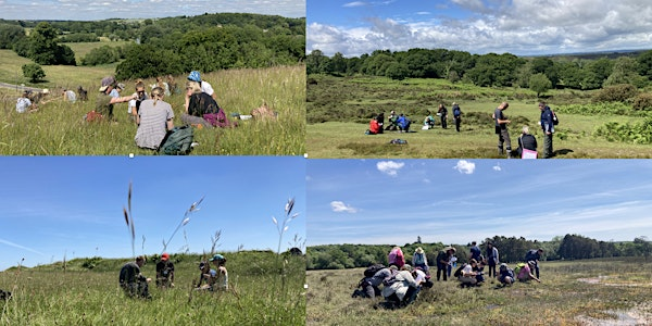 Grasses, Sedges and Rushes - 2 day course | Old Sarum and The New Forest