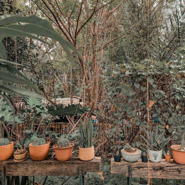 ป่าก์ คาเฟ่ลับๆที่นนทบุรี