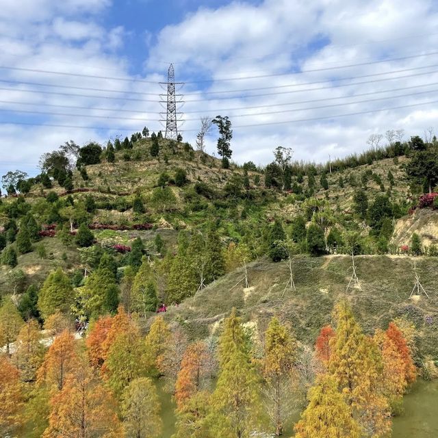 三灣落羽松莊園 🖌 秋意濃🍁的文青打卡景點