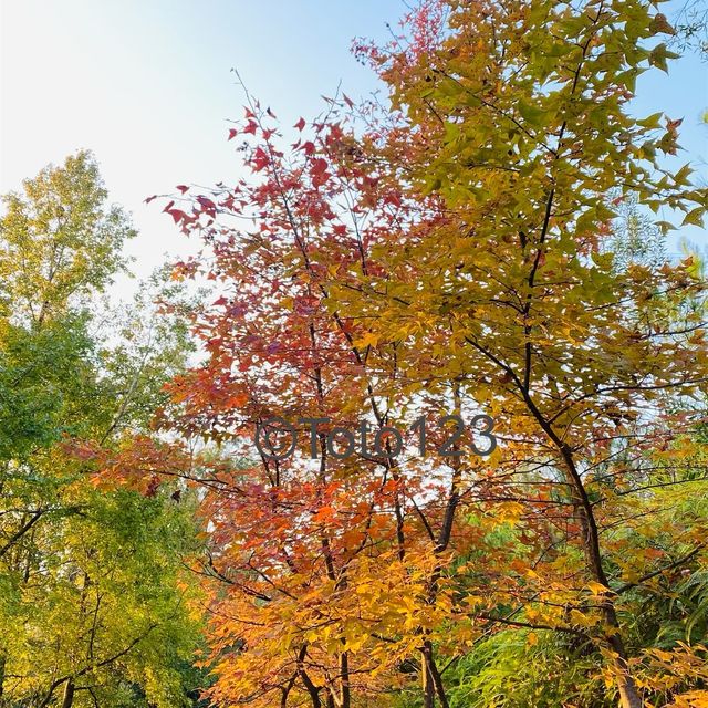 紅葉季又到左啦 紅葉季又到左啦