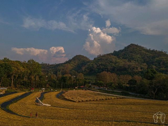 🌾 ทุ่งข้าวสาลี สีทอง ณ ศูนย์วิจัยข้าวสะเมิง 🌾