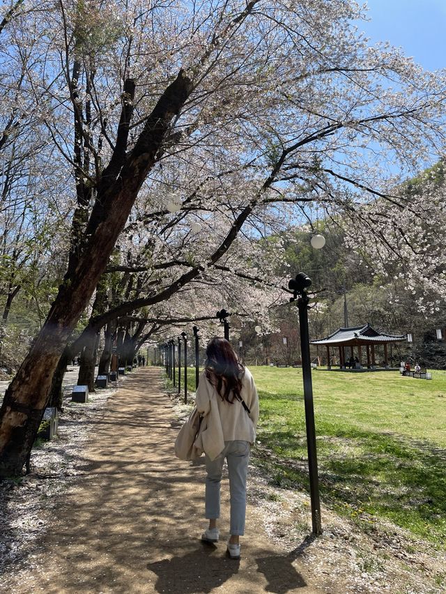 벚꽃 시기를 놓쳤다면 마이산으로🌸🍃