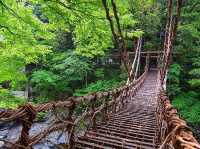 The Vines Bridge