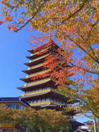 단풍구경은 여기서 하자 🍂경주 보문관광단지 