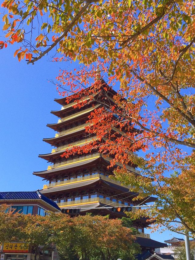 단풍구경은 여기서 하자 🍂경주 보문관광단지 