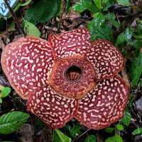 Rafflesia Hunting