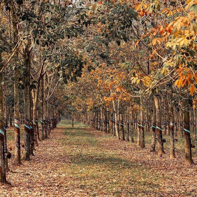 Rubber forest in Binh Duong