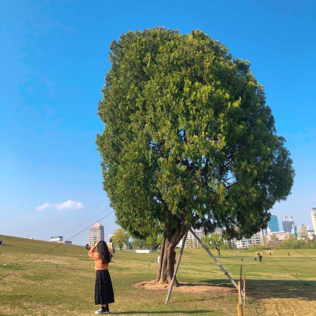 나홀로나무로 유명한 “올림픽공원”