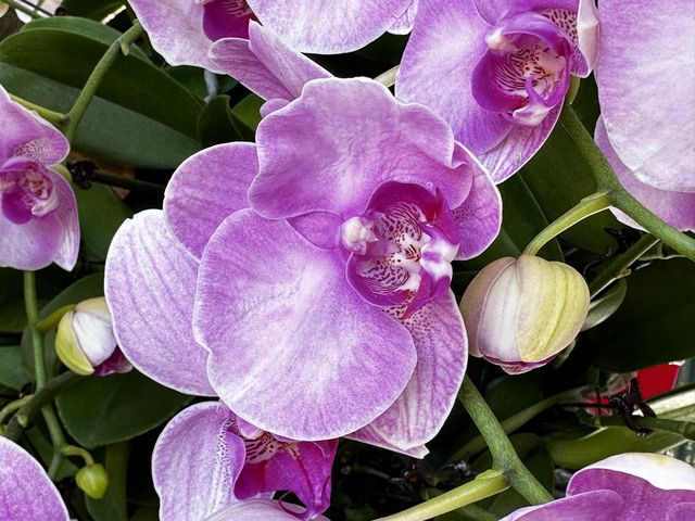 本地遊 | 香港動植物公園 | 必影蝴蝶蘭花廊