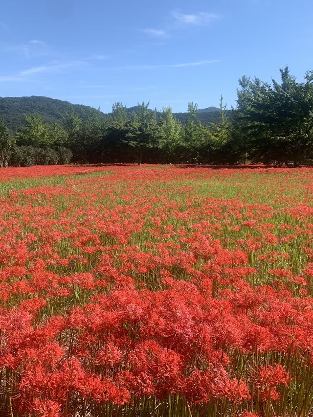 고창 선운사(꽃무릇 천국!)