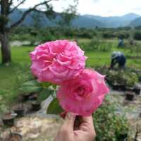 กลางพนา สวนกุหลาบสุดน่ารัก ที่เขาใหญ่ 🌹