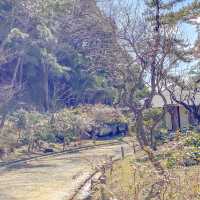 三溪園の中国梅林