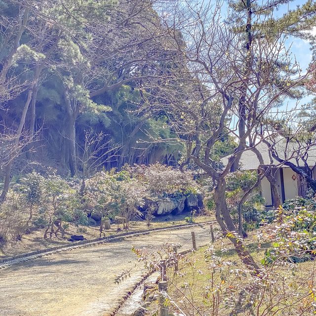 三溪園の中国梅林